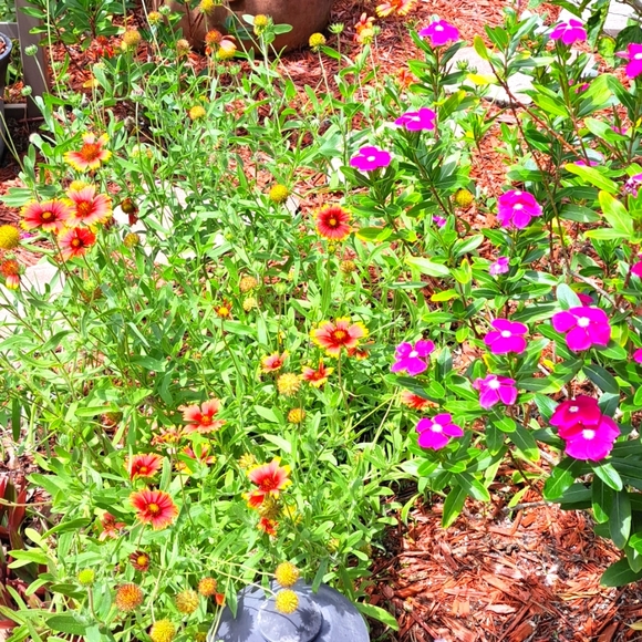 FREE GIFT Seeds with Purchase! - Picture 4 of 11